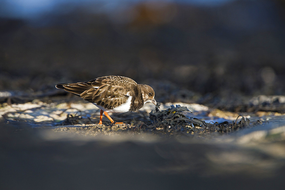 Turnstone (Arenaria interpres) foraging among seaweed. Northumberland, UK