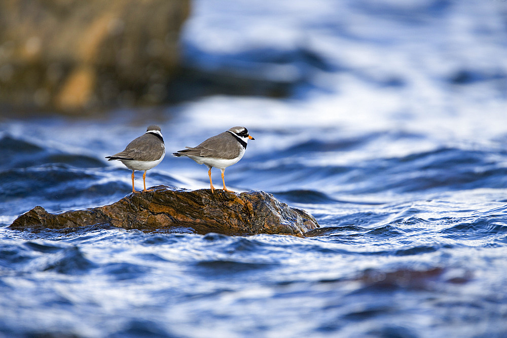 Ringed plovers (Charadrius hiaticula), Scotland, United Kingdom, Europe