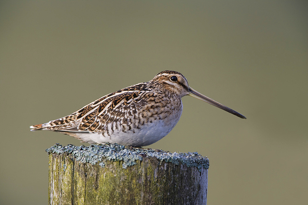 Snipe (Gallinago gallinago). Upper Teesdale, County Durham, UK