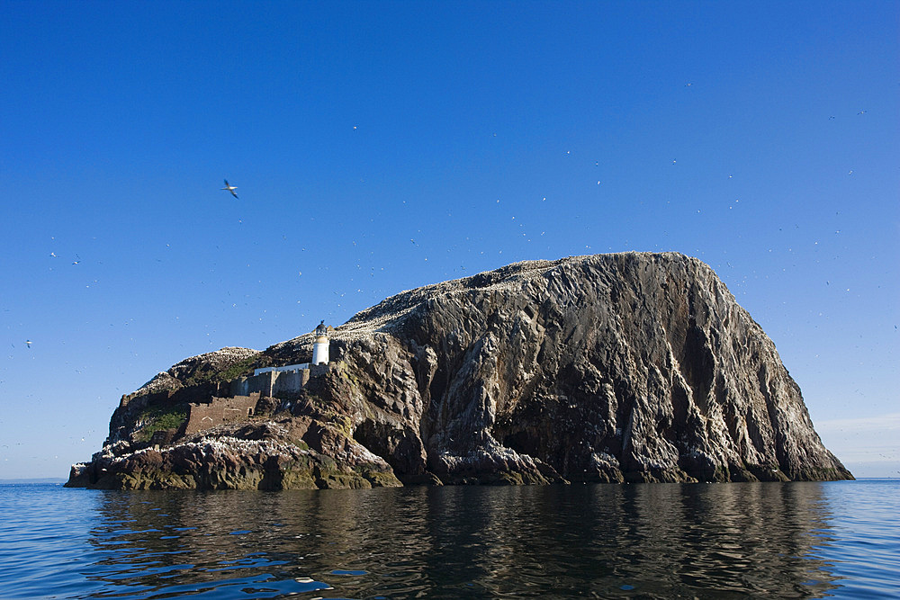 Bass Rock. Firth of Forth, Scotland, UK