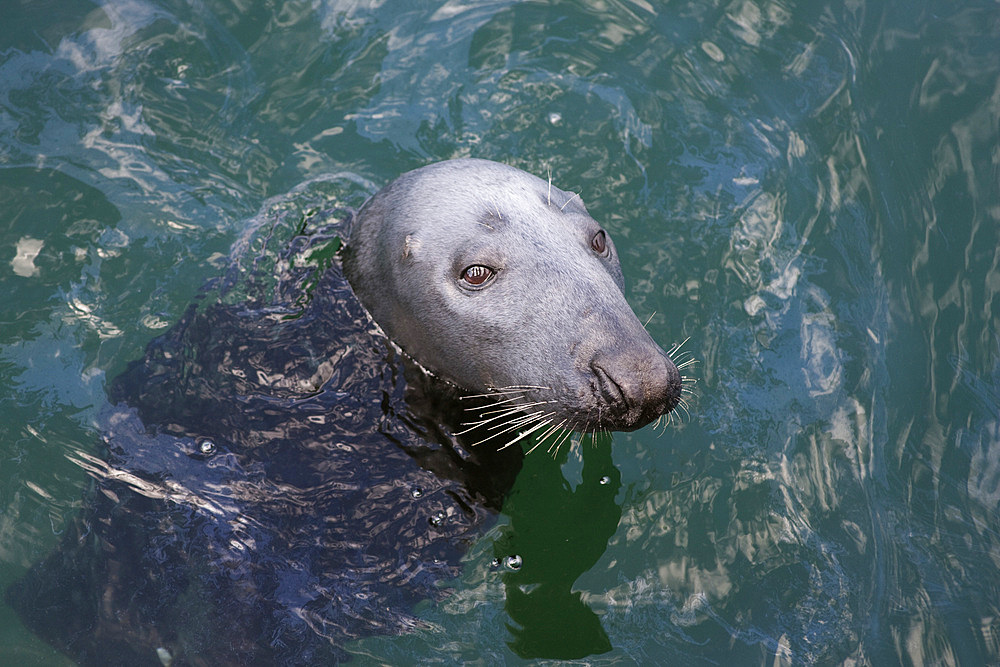 Grey seal (Halichoerus grypus) swimming. Scotland