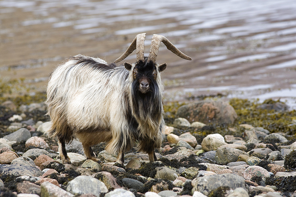 Feral goat (Capra hircus) on seashore. Loch Linnhe, West Scotland