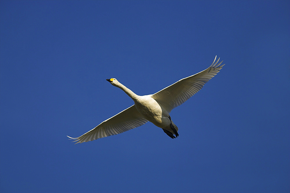 Whooper swan (Cygnus cygnus) in flight. UK