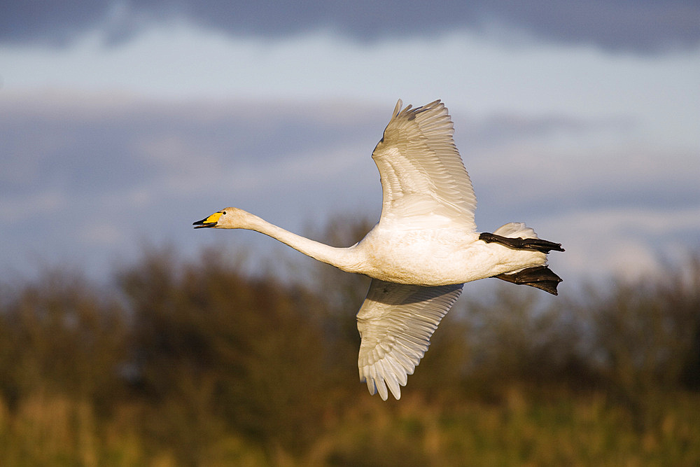 Whooper swan (Cygnus cygnus) in flight. UK