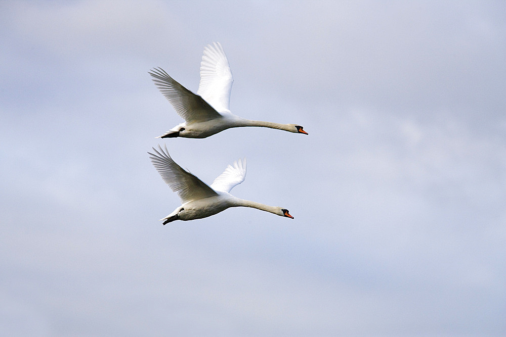 Mute swan (Cygnus olor) in flight. UK