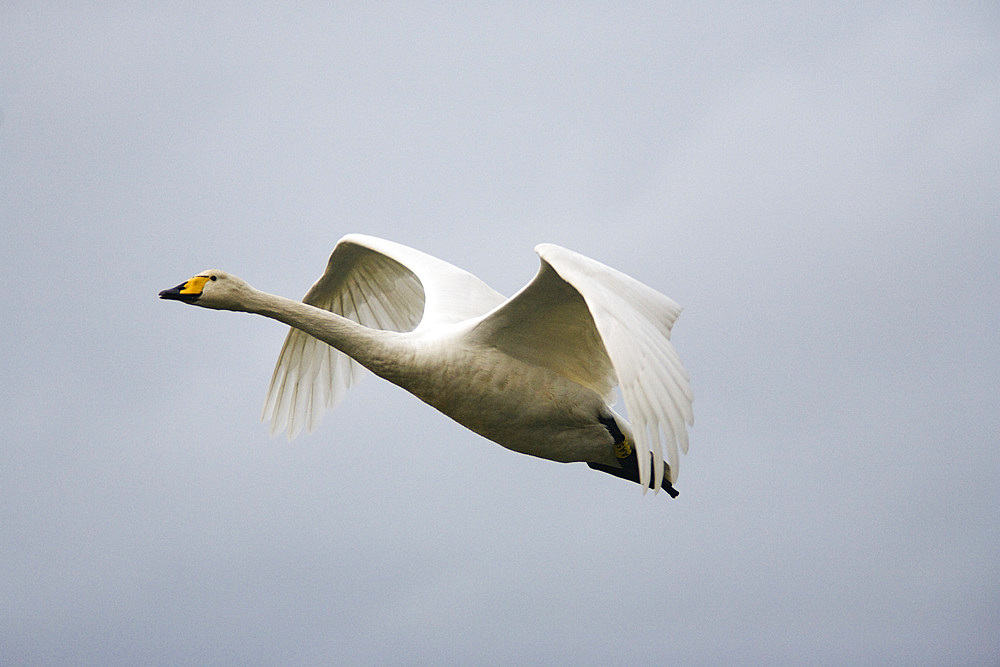 Whooper swan  (Cygnus cygnus) in flight. UK