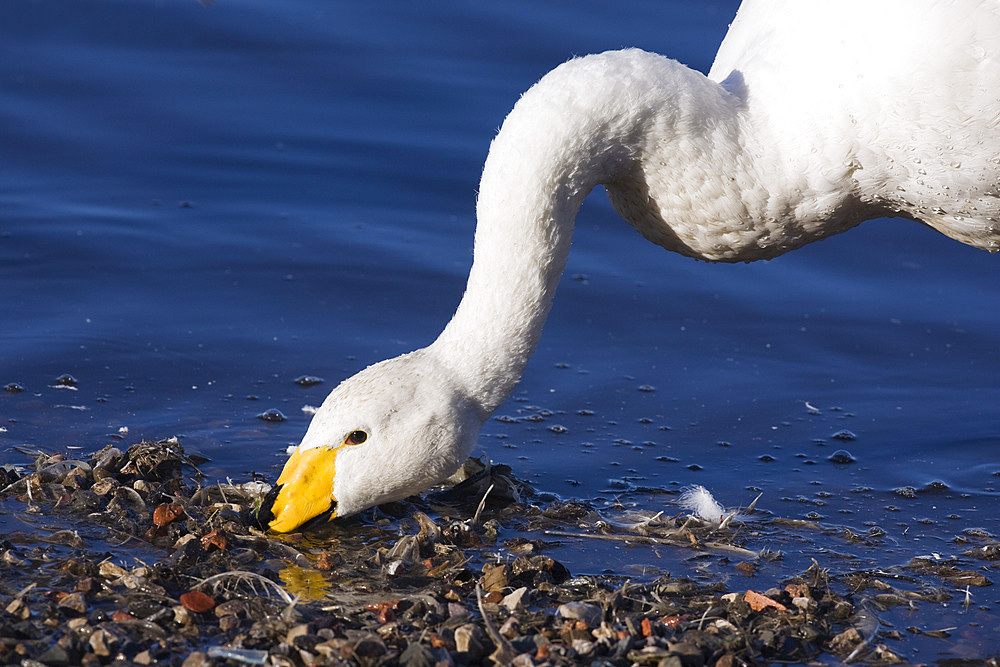 Whooper swan (Cygnus cygnus) feeding. UK