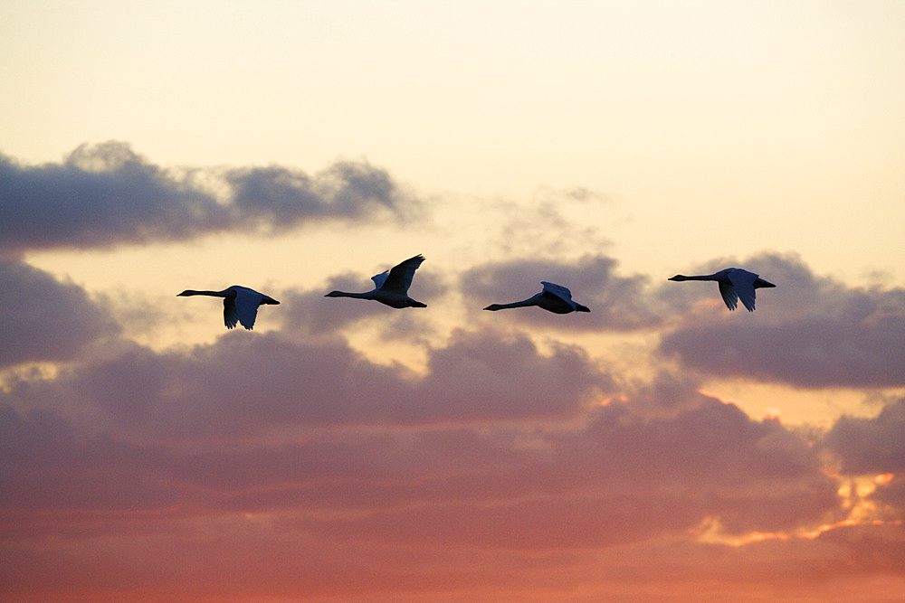 Whooper swans  (Cygnus cygnus) at sunset. UK