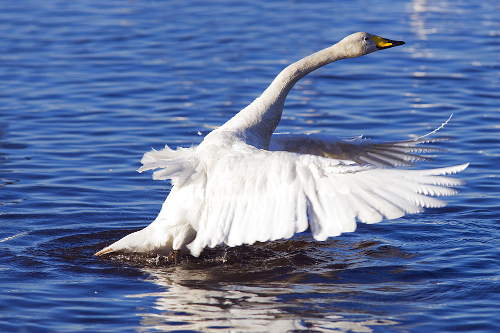 Whooper swan (Cygnus cygnus) stretching wings. UK