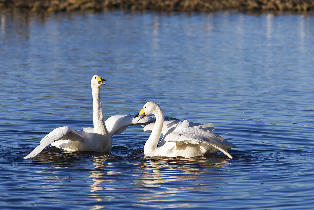 Whooper swans (Cygnus cygnus). UK