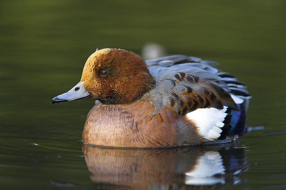 Wigeon (Anas penelope). UK