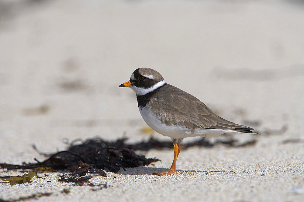 Ringed plover (Charadrius hiaticula). UK