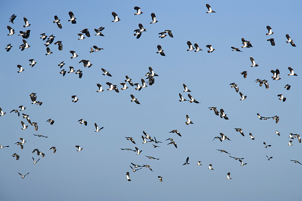 Lapwing (Vanellus vanellus) flock flying. UK