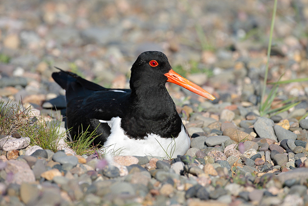 Oystercatcher at nest (Haematopus ostralegus). UK