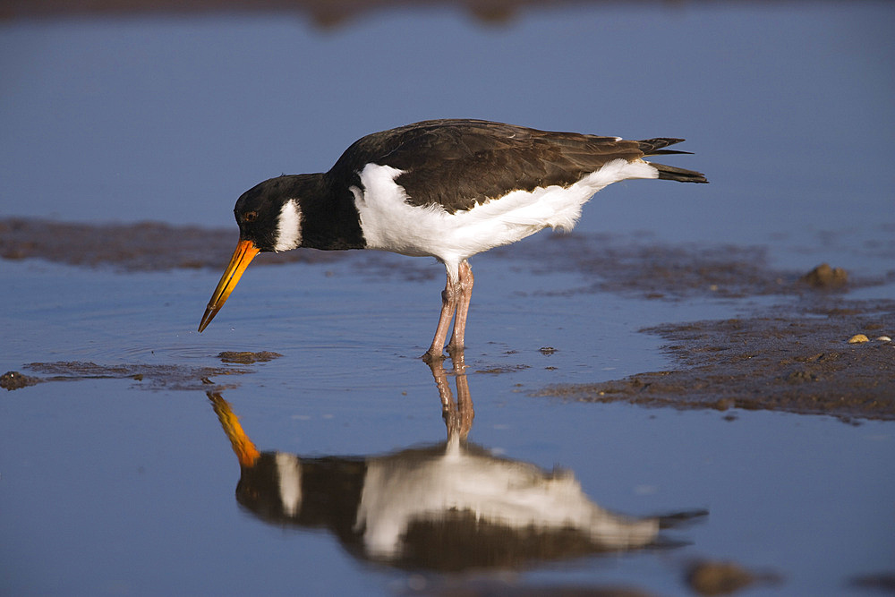 Oystercatcher (Haematopus ostralegus) feeding. Northumberland, UK