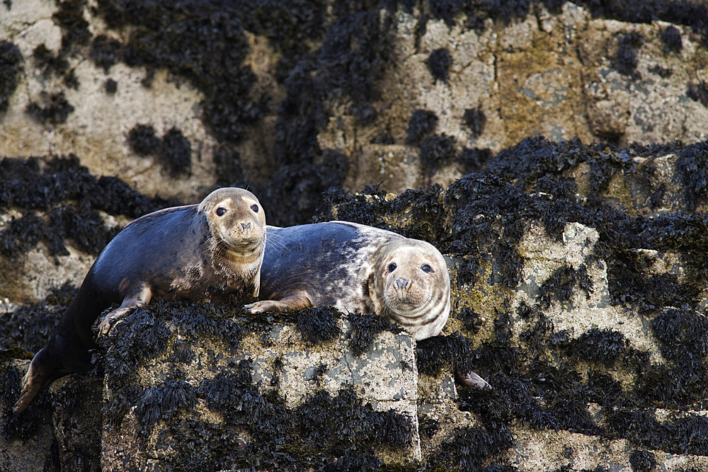 Grey seals (Halichoerus grypus). Farne Islands, Seahouses, Northumberland, UK