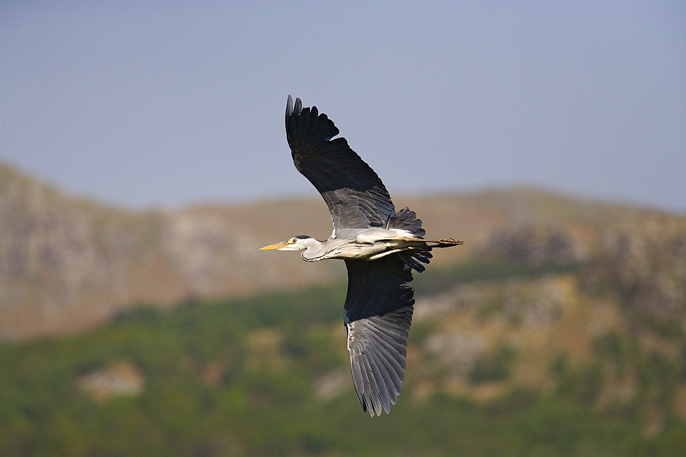 Grey heron (Ardea cinerea) in flight. Cumbria, UK