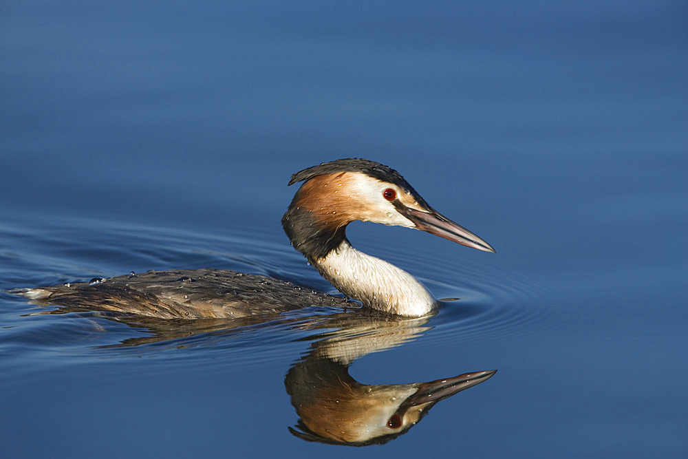 Great crested grebe (Podiceps cristatus) Leighton Moss RSPB reserve, Lancashire, UK