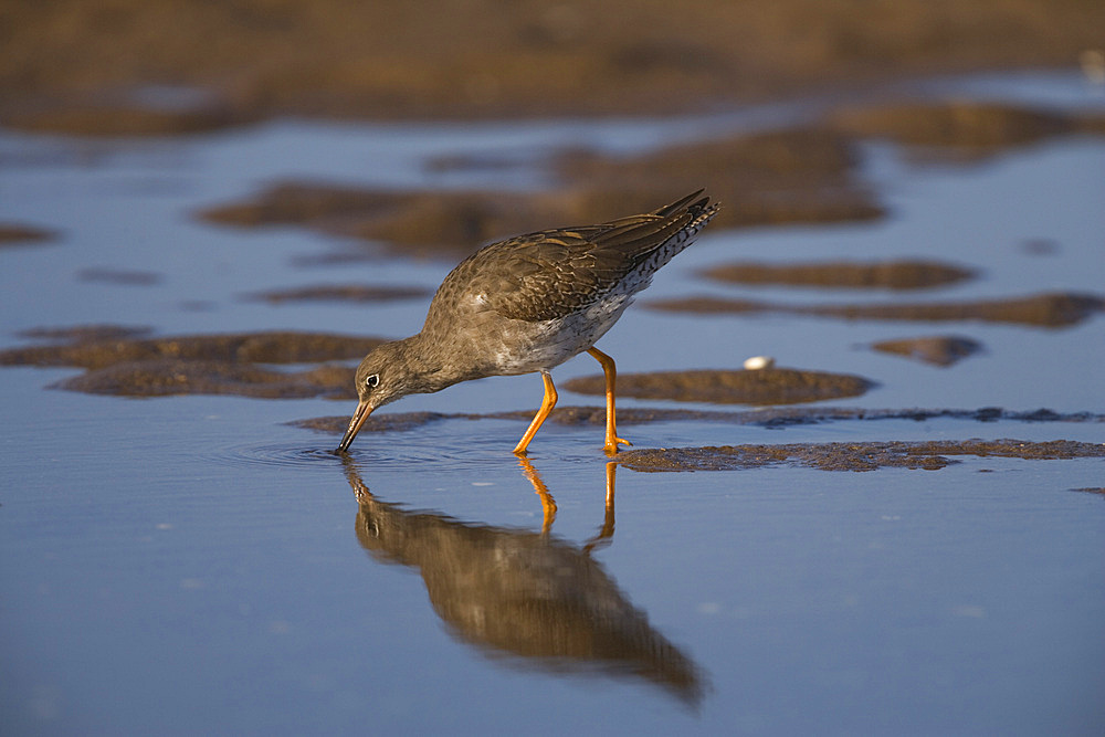 Redshank (Tringa totanus) feeding. Northumberland, UK