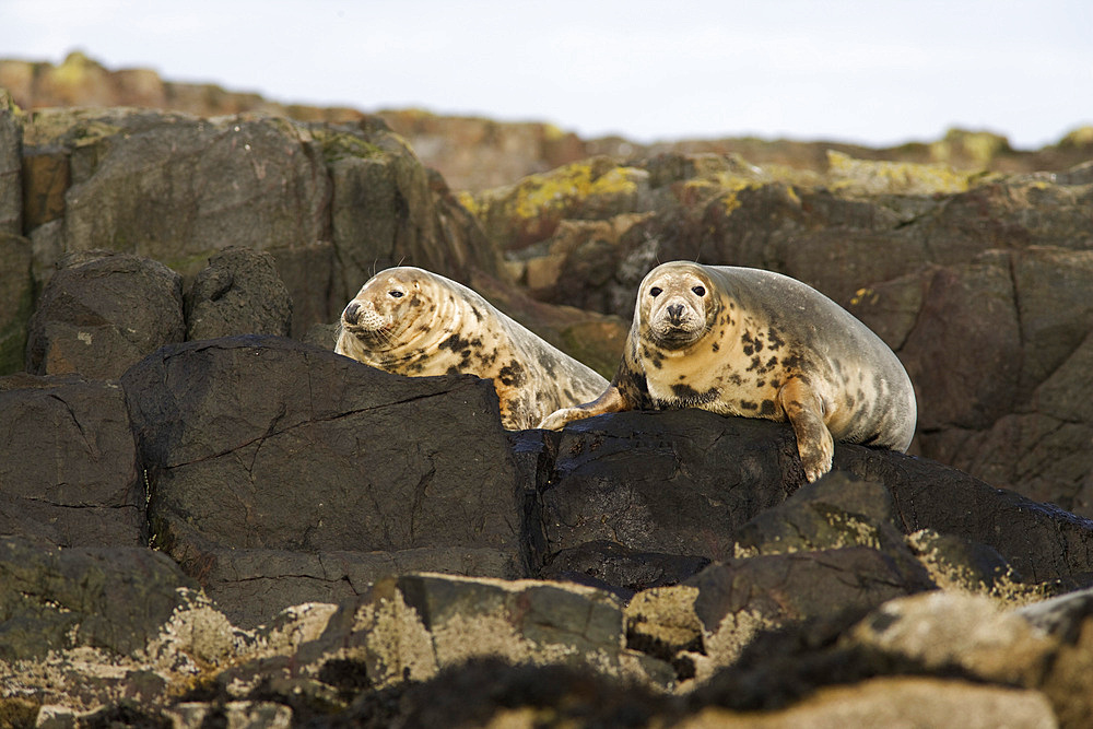 Grey seals (Halichoerus grypus). Farne Islands, Seahouses, Northumberland, UK