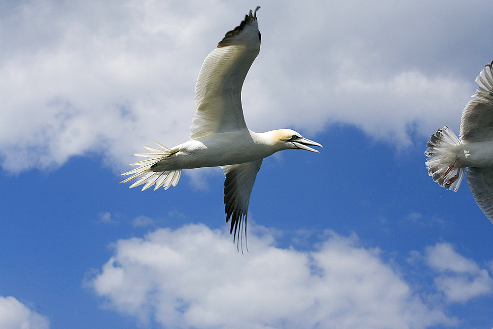 Gannet in flight (Morus bassanus) following fishing boat. Bass Rock, Firth of Forth, Scotland, UK