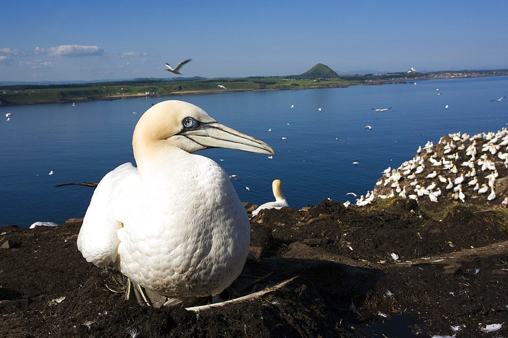 Gannet (Morus bassanus) on nest. Bass Rock, Scotland