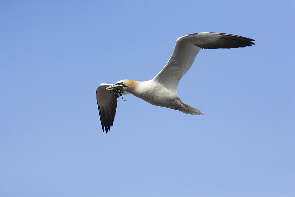 Gannet (Morus bassanus) carrying seaweed for nesting material. Bass Rock, Scotland