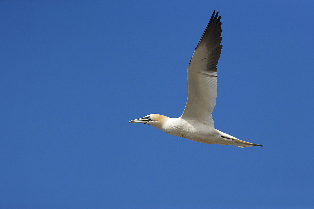 Gannet (Morus bassanus) flying. Bass Rock, Scotland