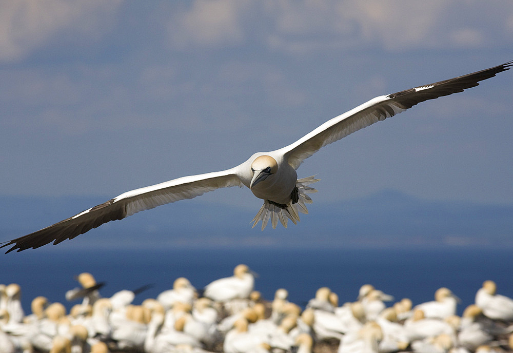 Gannet (Morus bassanus) flying. Bass Rock, Scotland