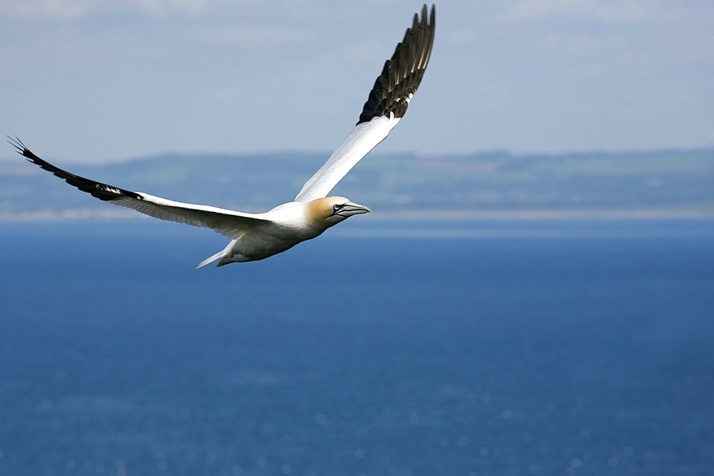 Gannet (Morus bassanus) flying. Bass Rock, Scotland