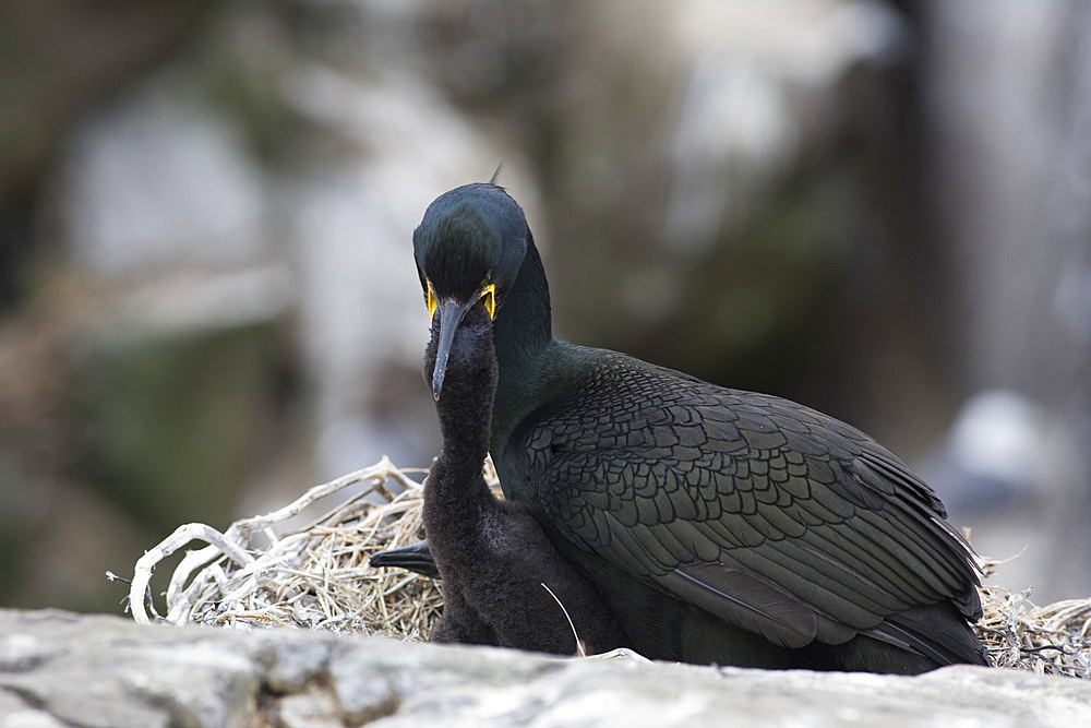 Shag (Phalacrocorax aristotelis) feeding young. Farne Islands, Northumberland, UK