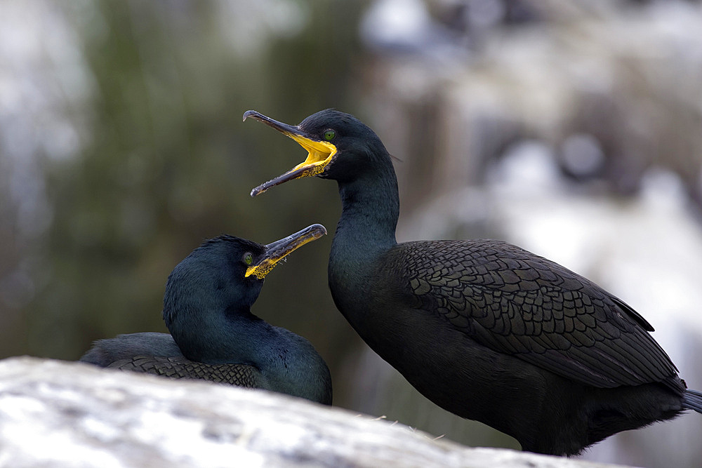 Shags (Phalacrocorax aristotelis). Farne Islands, Northumberland, UK