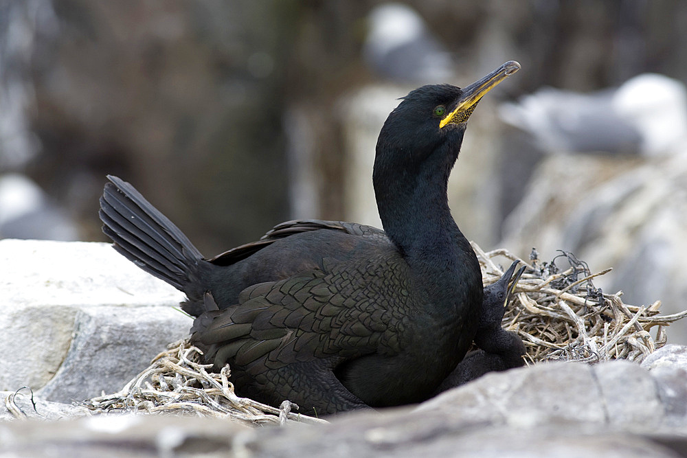 Shag (Phalacrocorax aristotelis) with young. Farne Islands, Northumberland, UK