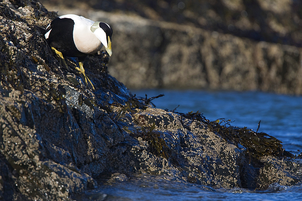 Male eider duck (Somateria mollisima) entering sea. Bamburgh, Northumberland, UK