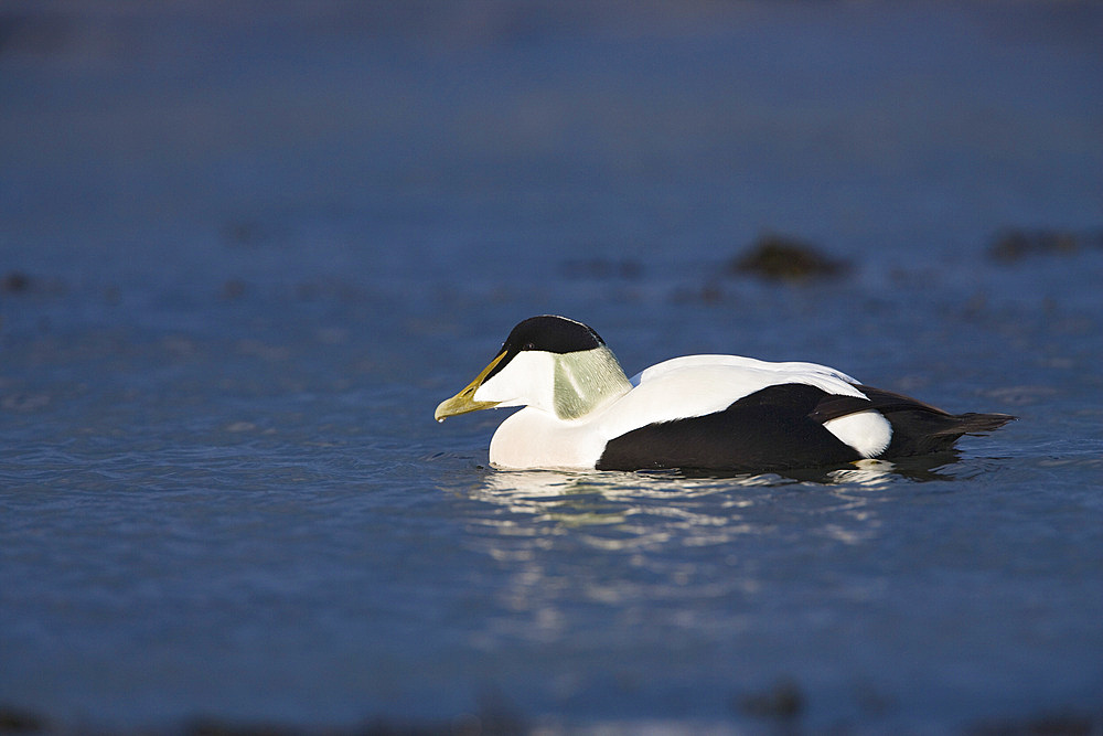 Male eider duck (Somateria mollisima). Northumberland, UK