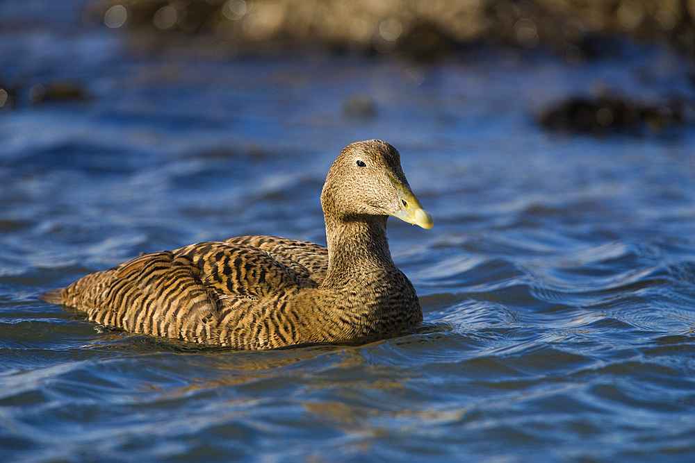 Female eider duck (Somateria mollisima). Northumberland, UK