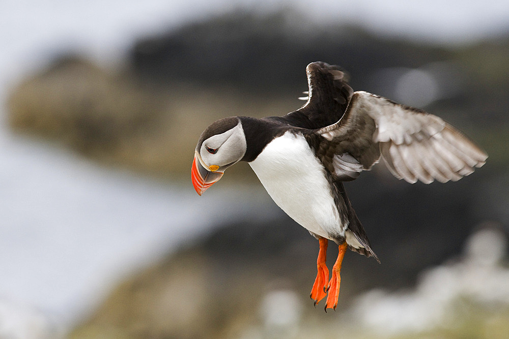 Puffin (Fratercula arctica) coming in to land. Farne Islands, Northumberland, UK