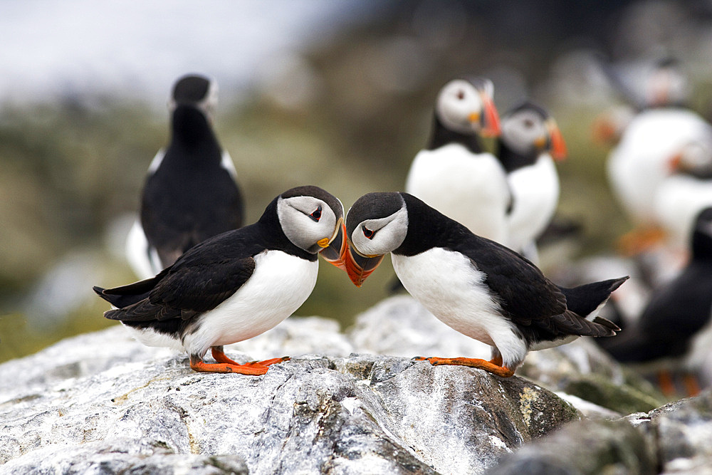 Puffins (Fratercula arctica) greeting. Farne Islands, Northumberland, UK