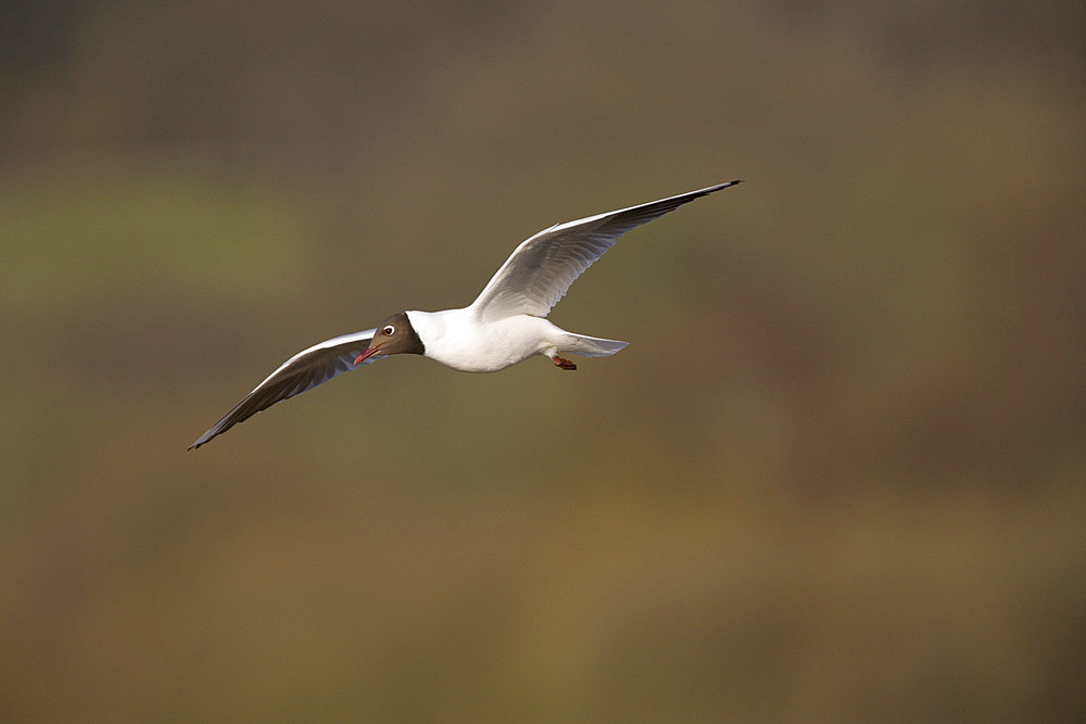 Blackheaded gull (Larus ridibundus) in flight. UK