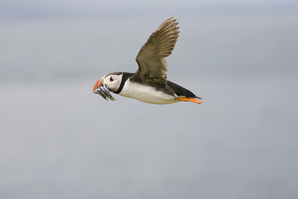 Puffin (Fratercula arctica) flying with sandeels. Farne Islands, UK