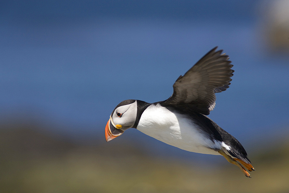 Puffin (Fratercula arctica) flying. Farne Islands, UK