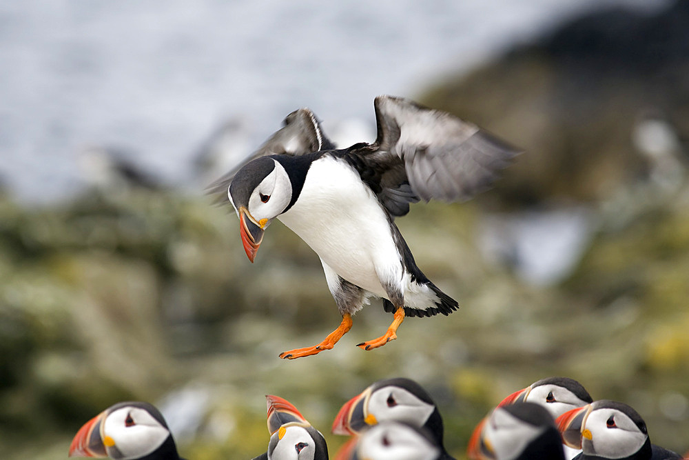 Puffin (Fratercula arctica) landing. Farne Islands, UK