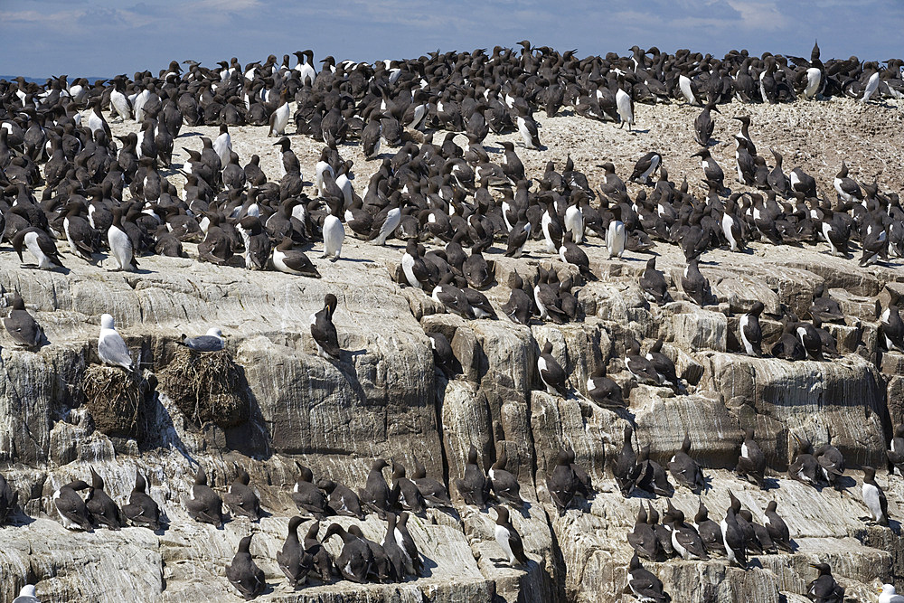 Guillemots (Uria aalge). Farne Islands, Northumberland