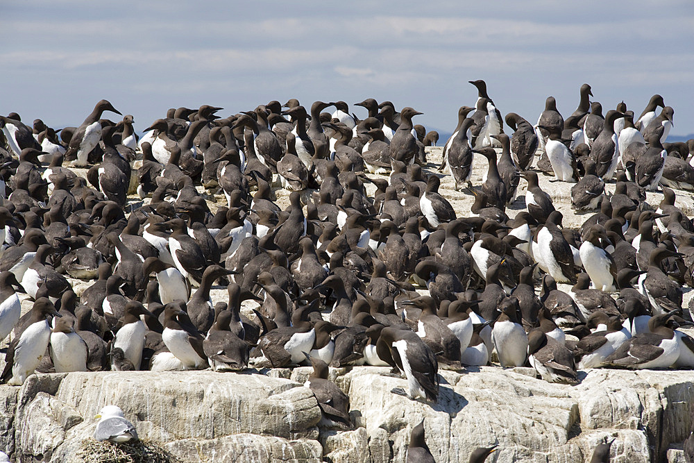 Guillemots (Uria aalge). Farne Islands, Northumberland