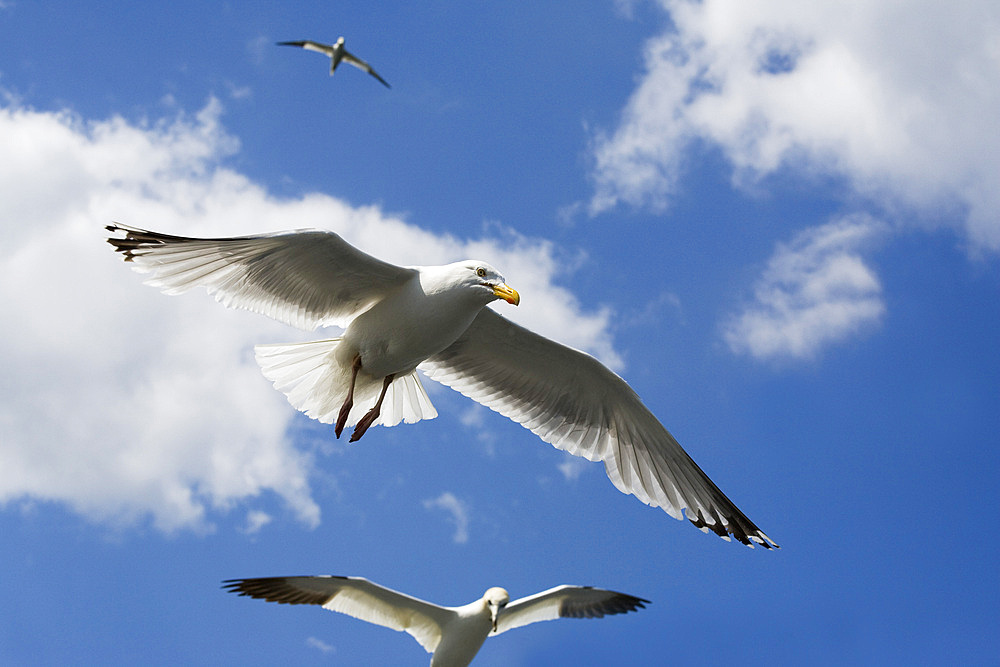 Herring gull (Larus argentatus) with gannet (Morus bassanus) following fishing boat. Firth of Forth off Bass Rock, Scotland, UK