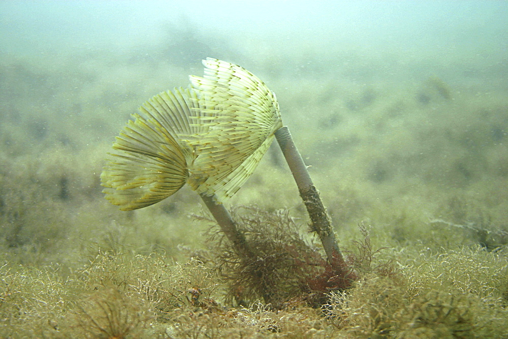 Peacock tube worm Sabella pavonia,Jersey, British Isles