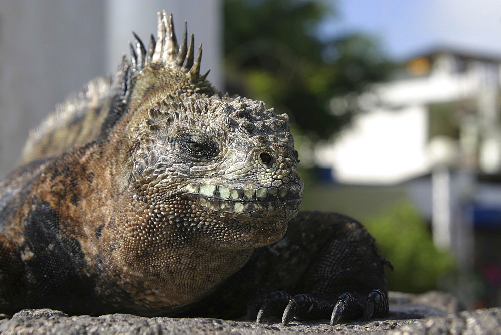 Marine Iguana. Galapagos.