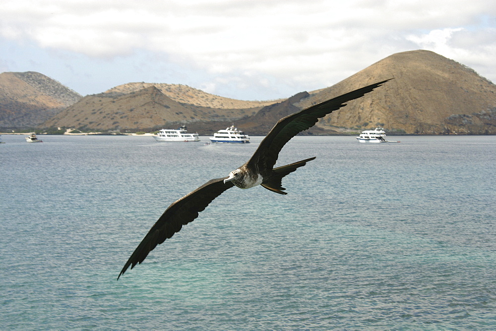 Frigate in flight. Galapagos.