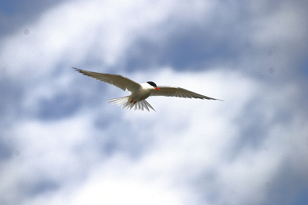 Common Tern in flight (Sterna hirundo) Jersey, British Isles