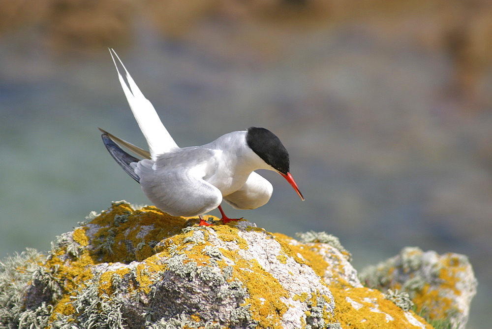 Common Tern displaying (Sterna hirundo)  Jersey, British Isles